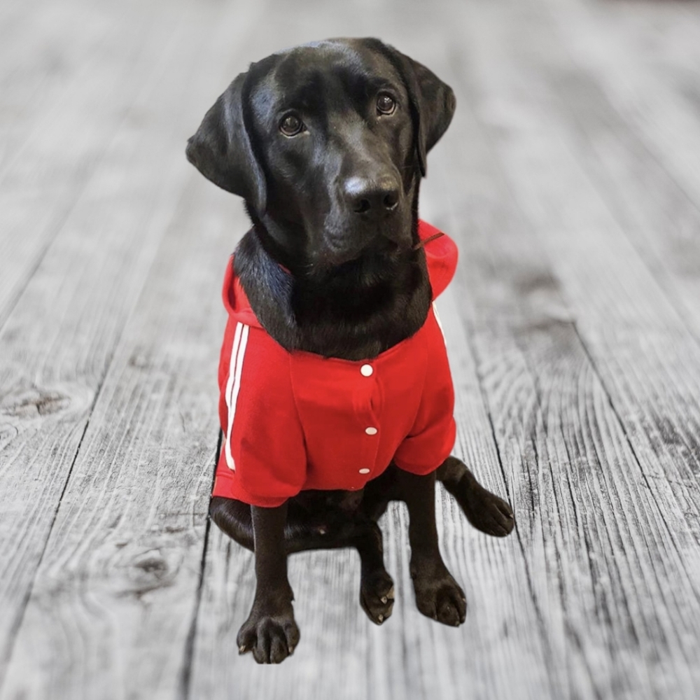 🐾 Dog Red Warm Hoodie, New